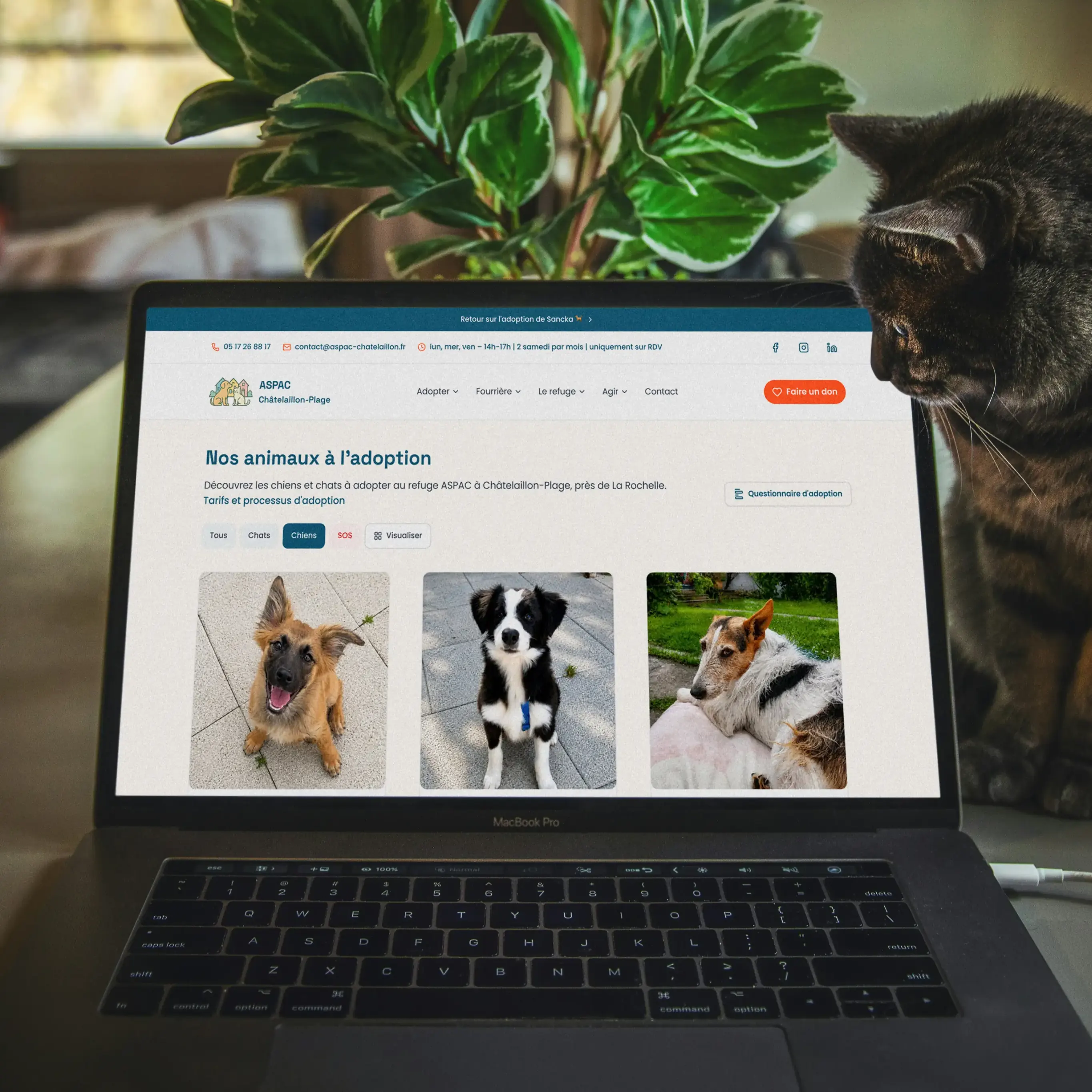 Site ASPAC, page des animaux à l'adoption