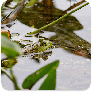 illustration grenouille